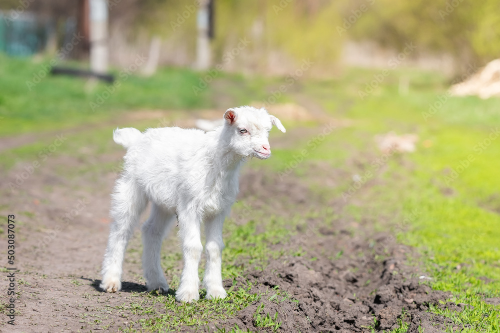 White baby goat on green grass in sunny day White baby goat on green grass in sunny day