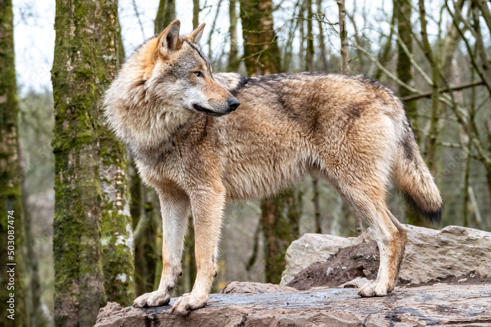 Close up of an adult wolve roaming in the forest