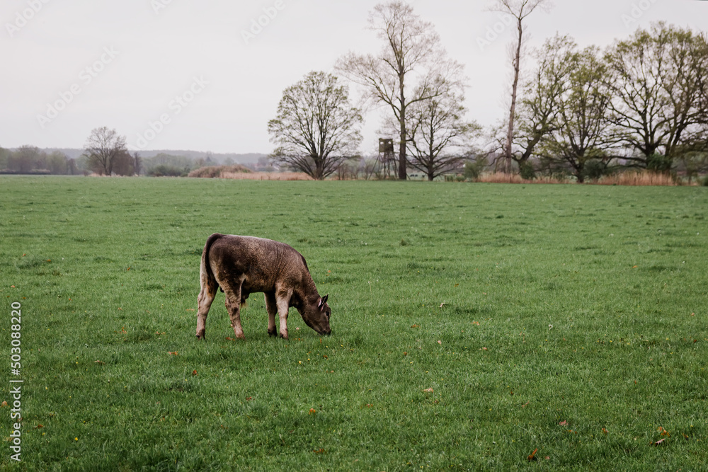 Portrait of young cow cattle eating grass on pasture in rain weather Portrait of young cow cattle eating grass on pasture in rain weather
