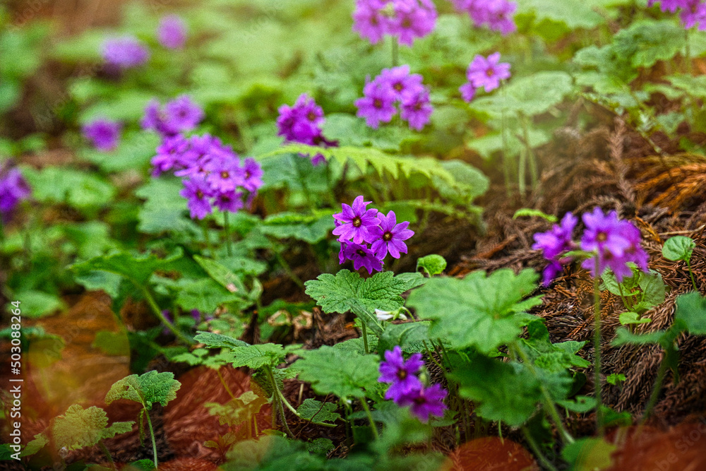 世界でここだけの花　群馬県みどり市のカッコソウの花を訪ねて