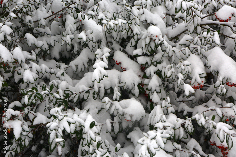Viburnum opulus also known as Guelder rose, dogberry, water elder. Dutch Guelders branch seems very attractive with nice red color that covered with snow. Viburnum opulus also known as Guelder rose, dogberry, water elder. Dutch Guelders branch seems very attractive with nice red color that covered with snow.