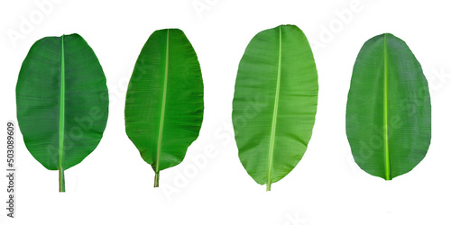 Banana leaves, whole banana leaves, split on white background,Focus on some places.