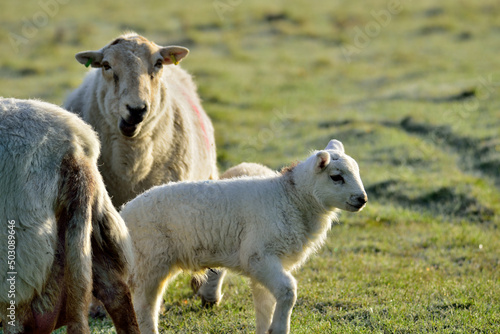 Fototapeta Naklejka Na Ścianę i Meble -  Ewe with lambs in a field