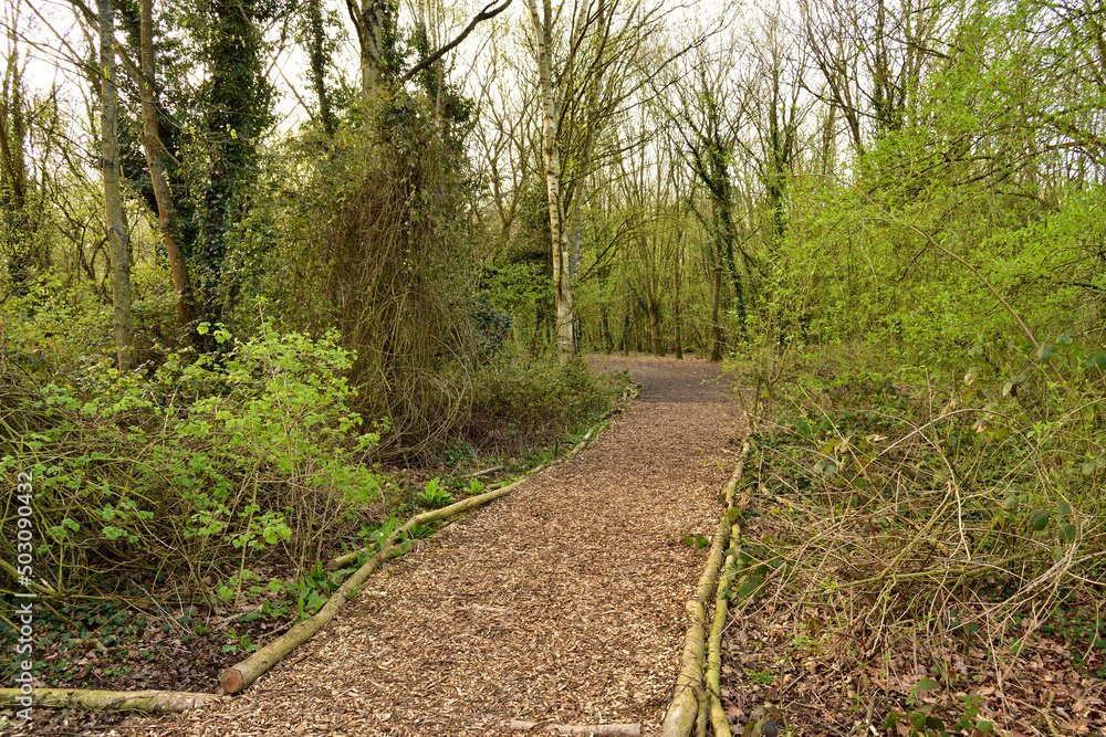 Secluded pathway through the forest Secluded pathway through the forest