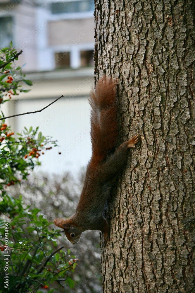 Squirrel climbing on a tree Squirrel climbing on a tree