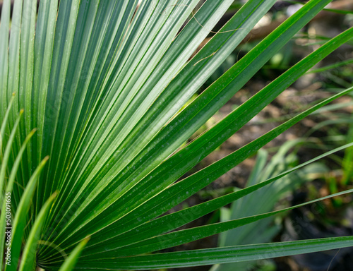 Green leaves on a palm plant.