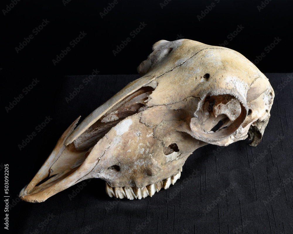 close up portrait of a old dried sheep skull bones, isolated on dark studio background. close up portrait of a old dried sheep skull bones, isolated on dark studio background.