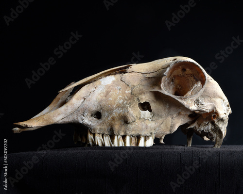 close up portrait of a old dried sheep skull bones, isolated on dark studio background.   © faestock