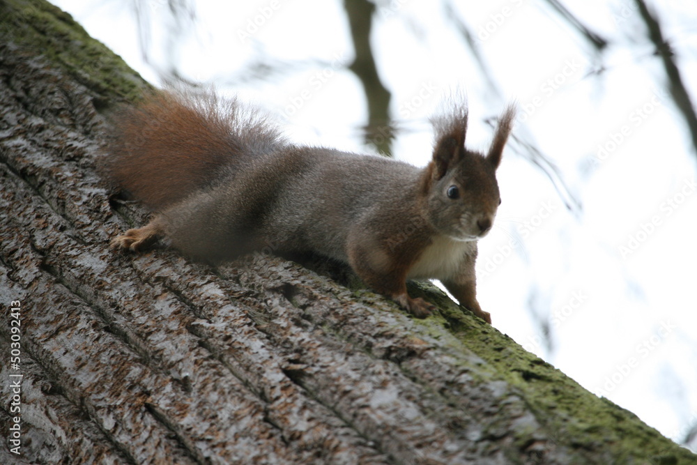 Squirrel climbing on a tree Squirrel climbing on a tree
