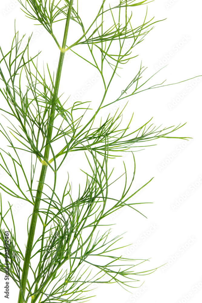 Green dill isolated on a white background. Green dill isolated on a white background.