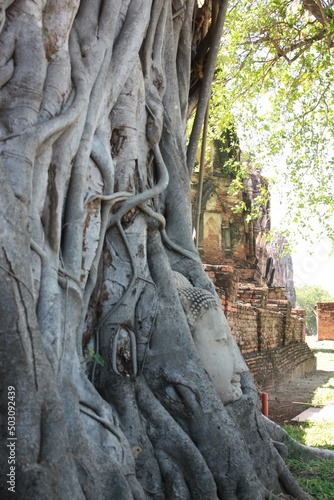 Buddha head in tree roots at Wat Mahathat  Ayutthaya  Thailand  Asia  Vignette and faded effect  blurry background.