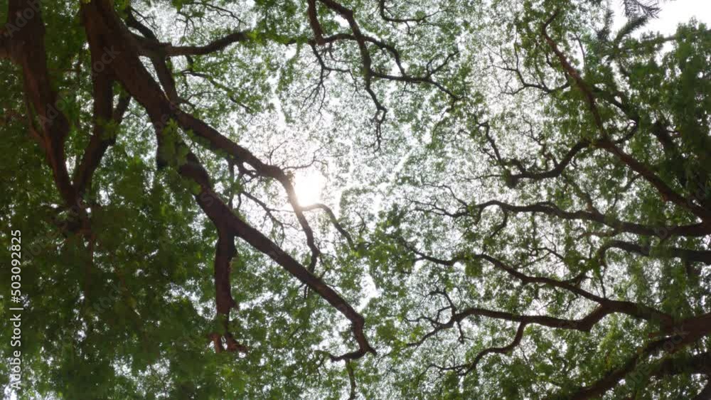 4K Shot of Branches of big green trees and sunlight from under the tree ...
