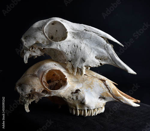 close up portrait of a old dried sheep skull bones, isolated on dark studio background. 