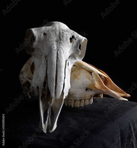 close up portrait of a old dried sheep skull bones, isolated on dark studio background. 