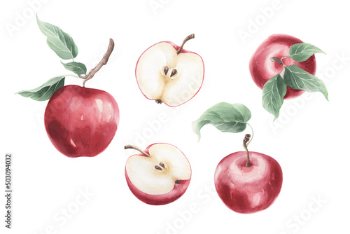 Set of watercolor red apples fruit isolated on a transparent background. © Aleksandra Baianova
