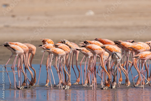 Flamingi karmazynowe łac. phoenicopterus ruber  brodzące w wodzie i szukające pokarmu. Fotografia z Santuario de fauna y flora los flamencos w Kolumbia.