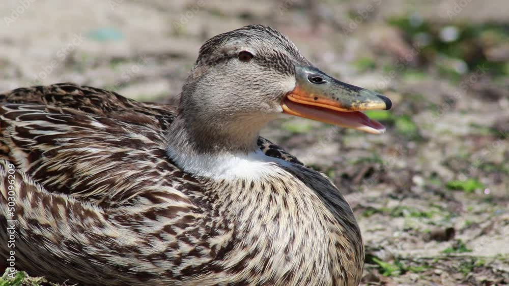 duck in the spring sun
