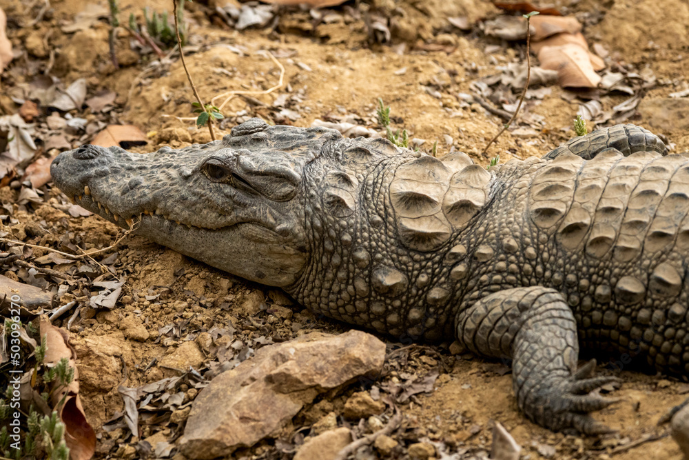 Marsh crocodile or mugger crocodile or broad snouted crocodile portrait basking out of water at ranthambore national park forest rajasthan india asia - Crocodylus palustris Marsh crocodile or mugger crocodile or broad snouted crocodile portrait basking out of water at ranthambore national park forest rajasthan india asia - Crocodylus palustris