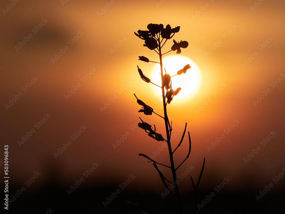 Flower of the blooming rapeseed against the background of the setting sun.