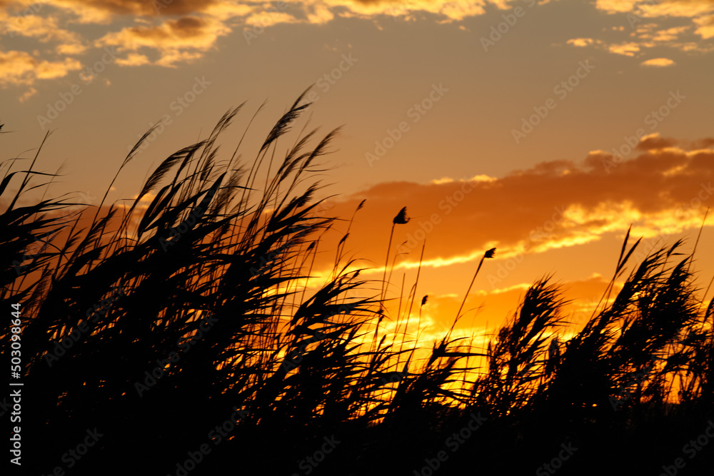 sunset with branches swaying in the wind in the foreground and the sun hidding