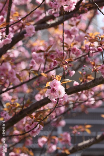 Blooming sakura branches