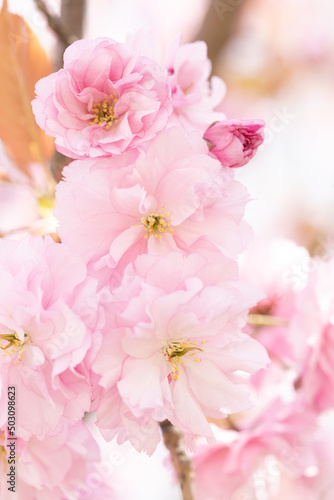Pale pink sakura flowers © Дарья Колганова