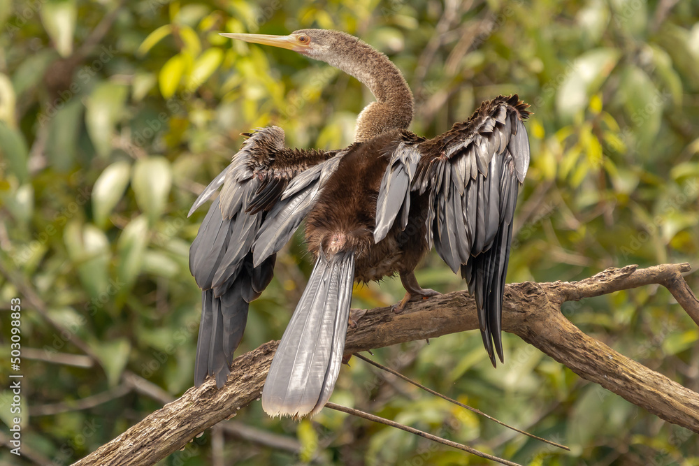 Naklejka premium Wężówka amerykańska łac. Anhinga anhinga susząca skrzydła na gałęzi. Fotografia z Santa Rosa Reserve Natural Gamboa w Amazonii w Peru. Other names snakebird darter, American darter, or water turkey