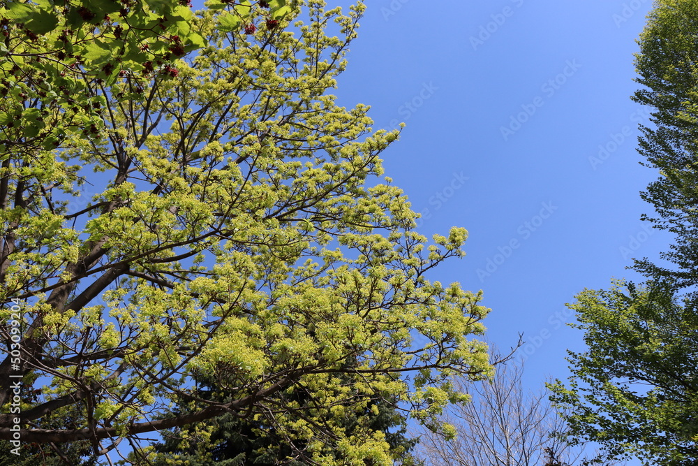 Fototapeta premium 森林