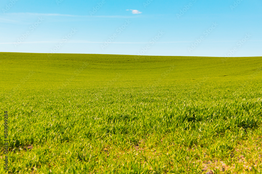 Green grass, agricultural planting in early spring grows in a field on a sunny day on a blue sky background close-up.