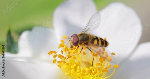 Hoverflies, flower flies or syrphid flies, insect family Syrphidae.They disguise themselves as dangerous insects wasps and bees.The adults of many species feed mainly on nectar and pollen flowers.