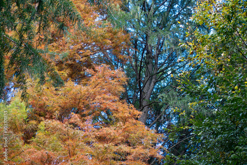 Autumn in the forest