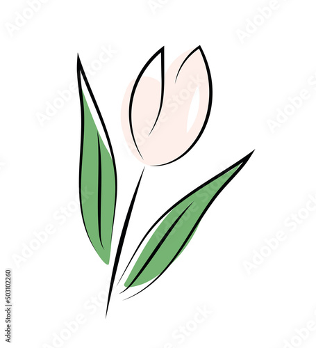 Różowy tulipan