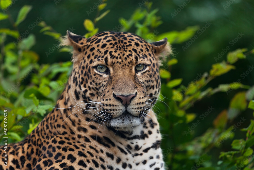 Javan leopard laying in the jungle, grass, trees and waiting for spoil. Portrait of a rare Asian leopard. Panthera pardus melas. Morning sun, green background. The dangerous javan predator. Javan leopard laying in the jungle, grass, trees and waiting for spoil. Portrait of a rare Asian leopard. Panthera pardus melas. Morning sun, green background. The dangerous javan predator.