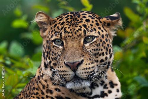 Javan leopard laying in the jungle, grass, trees and waiting for spoil. Portrait of a rare Asian leopard. Panthera pardus melas. Morning sun, green background. The dangerous javan predator.