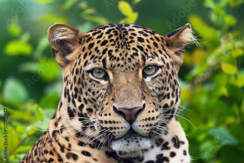 Fototapeta samoprzylepna Javan leopard laying in the jungle, grass, trees and waiting for spoil. Portrait of a rare Asian leopard. Panthera pardus melas. Morning sun, green background. The dangerous javan predator.