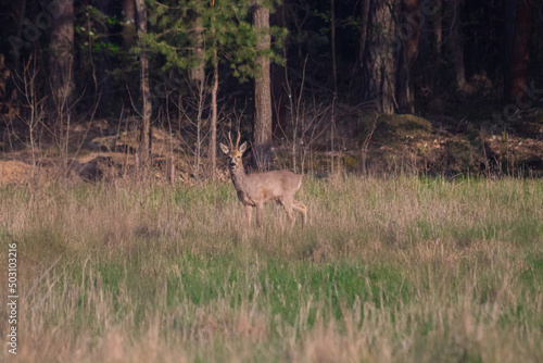 Fototapeta Naklejka Na Ścianę i Meble -  Spacerujący kozioł sarna