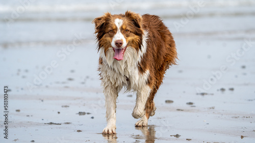 border collie dog at the beach enjoying the sand. Dogs at the beach