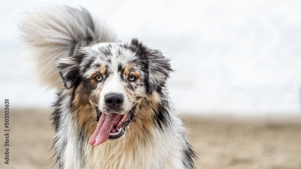 australian shepherd dog on the beach looking into the camera, beautifull eyes. Dog on the beach. space for text. White space.