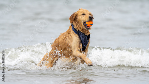 golden retriever running in the water and playing with an orange toy. Dog on the beach