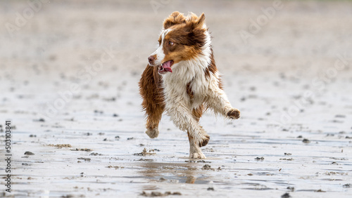 dog runs the beach