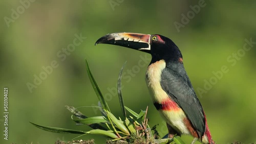 close up of a collared aracari  perched on a tree branch at boca tapada of costa rica photo