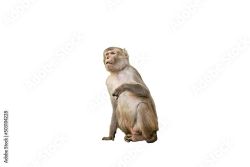 Sticker little monkey isolated on white background
