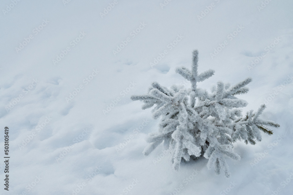 small Christmas tree covered with snow in deep white snow