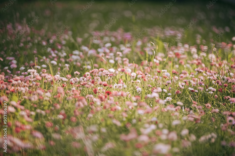 Summer field with colorful daisies and marguerites on a summer day, pink ,dark pink, white and yellow flowers in the meadow,summer background Summer field with colorful daisies and marguerites on a summer day, pink ,dark pink, white and yellow flowers in the meadow,summer background