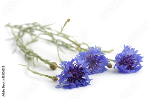 Fototapeta Naklejka Na Ścianę i Meble -  Blue Cornflower Herb or bachelor button flower bouquet isolated on white background