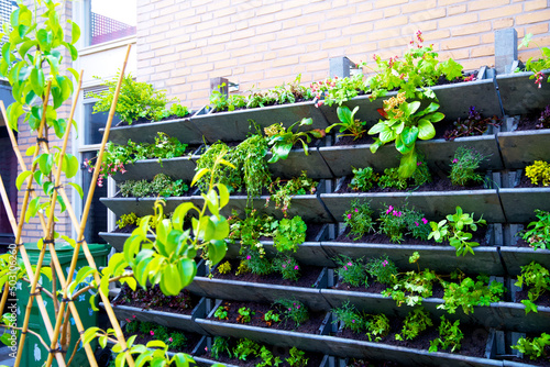 Living wall with green plants in a vertical wall garden in spring. Urban greening for climate adaptation. Geveltuin, groene gevel. Vertical gardening for stimulating biodiversity. Green facade.