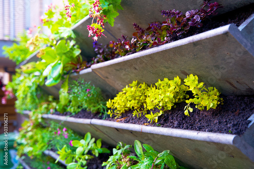 Green plants in a vertical wall garden in spring. Urban greening for climate adaptation. photo