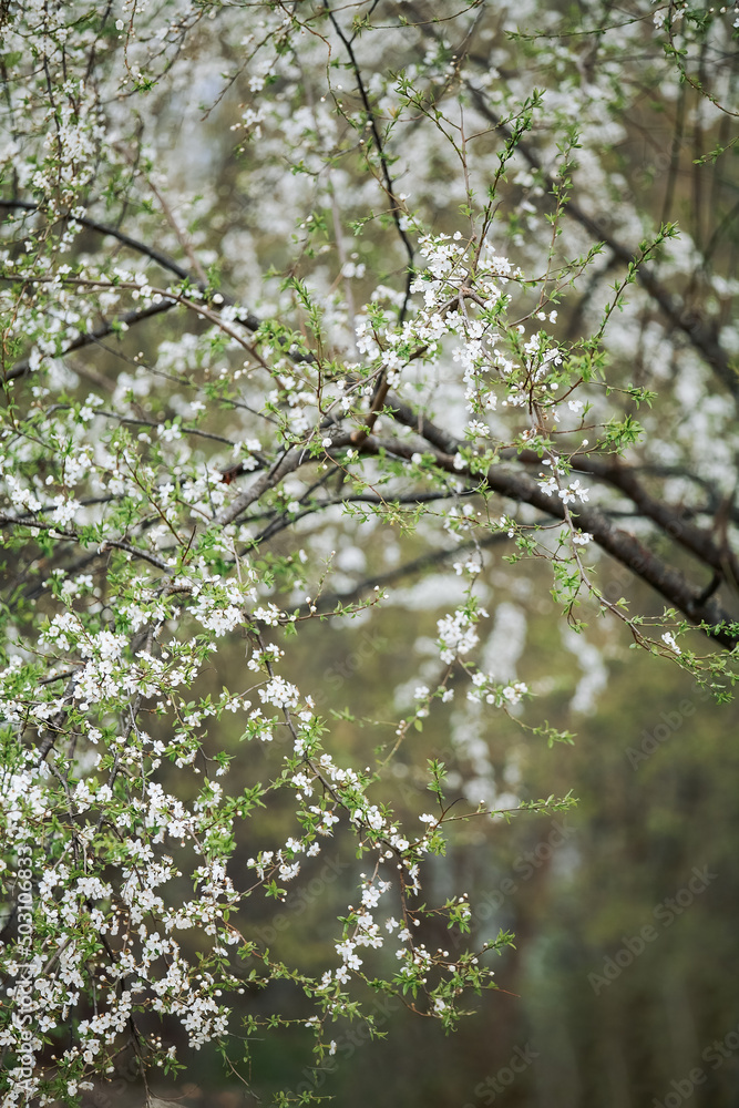 Tree branch in bloom with beautiful backgrond, cherry plum blossom close up Tree branch in bloom with beautiful backgrond, cherry plum blossom close up