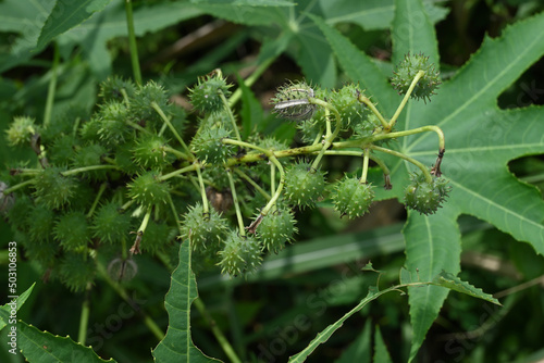 High angle view of a mature seed capsule of a Ricinus Communis plant