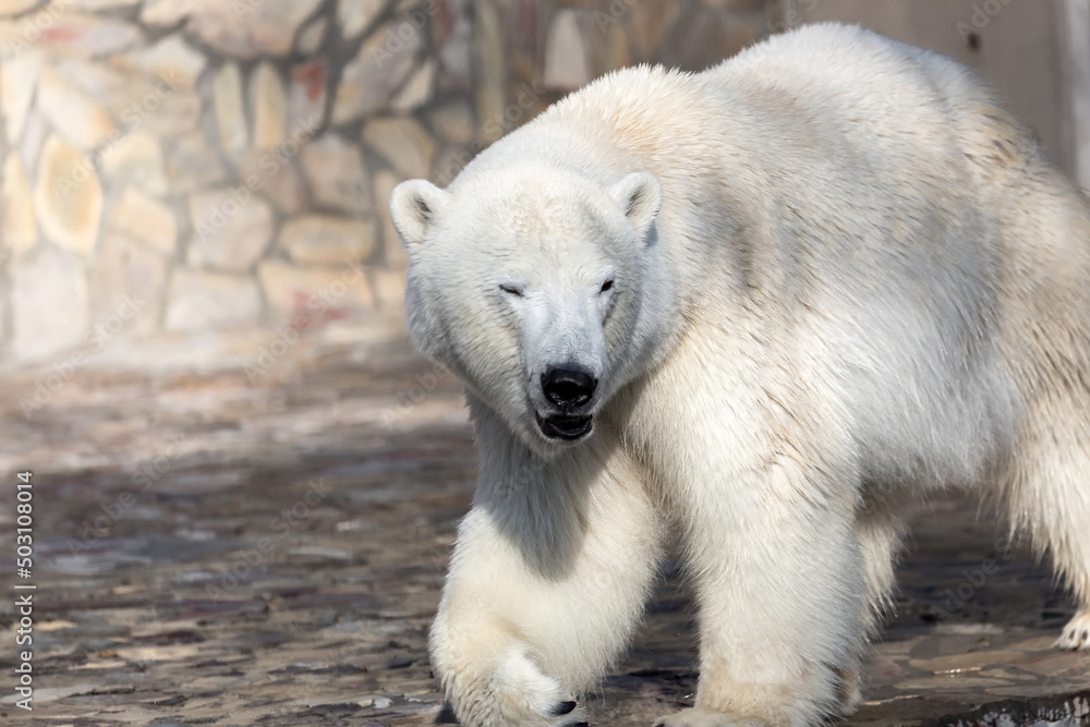 portrait of a polar bear in the zoo portrait of a polar bear in the zoo
